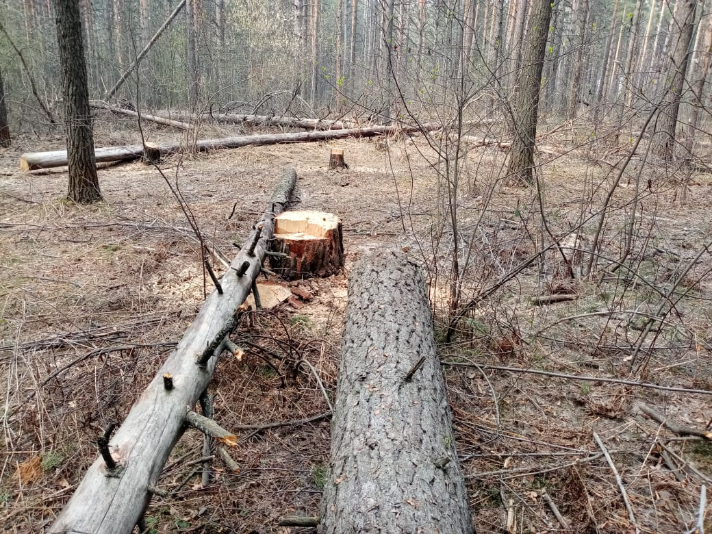 В Костромской области  незаконная рубка деревьев в области снизилась почти на 40%