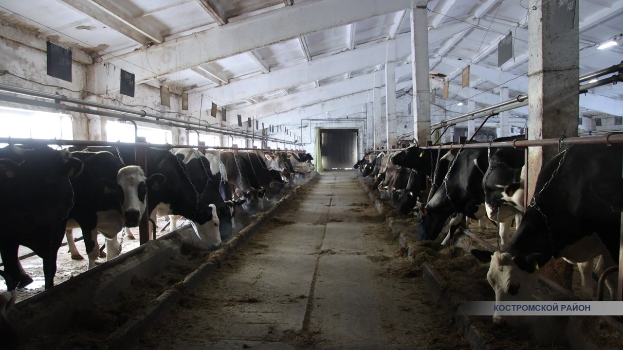 В Костромской области активно развивают молочное животноводство