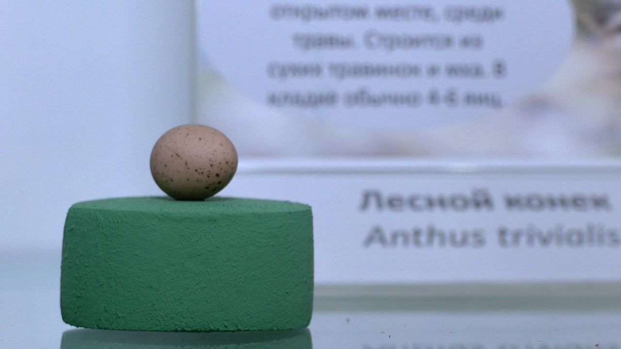 Отдел природы Костромского музея-заповедника приглашает костромичей на выставку «От первого яйца»