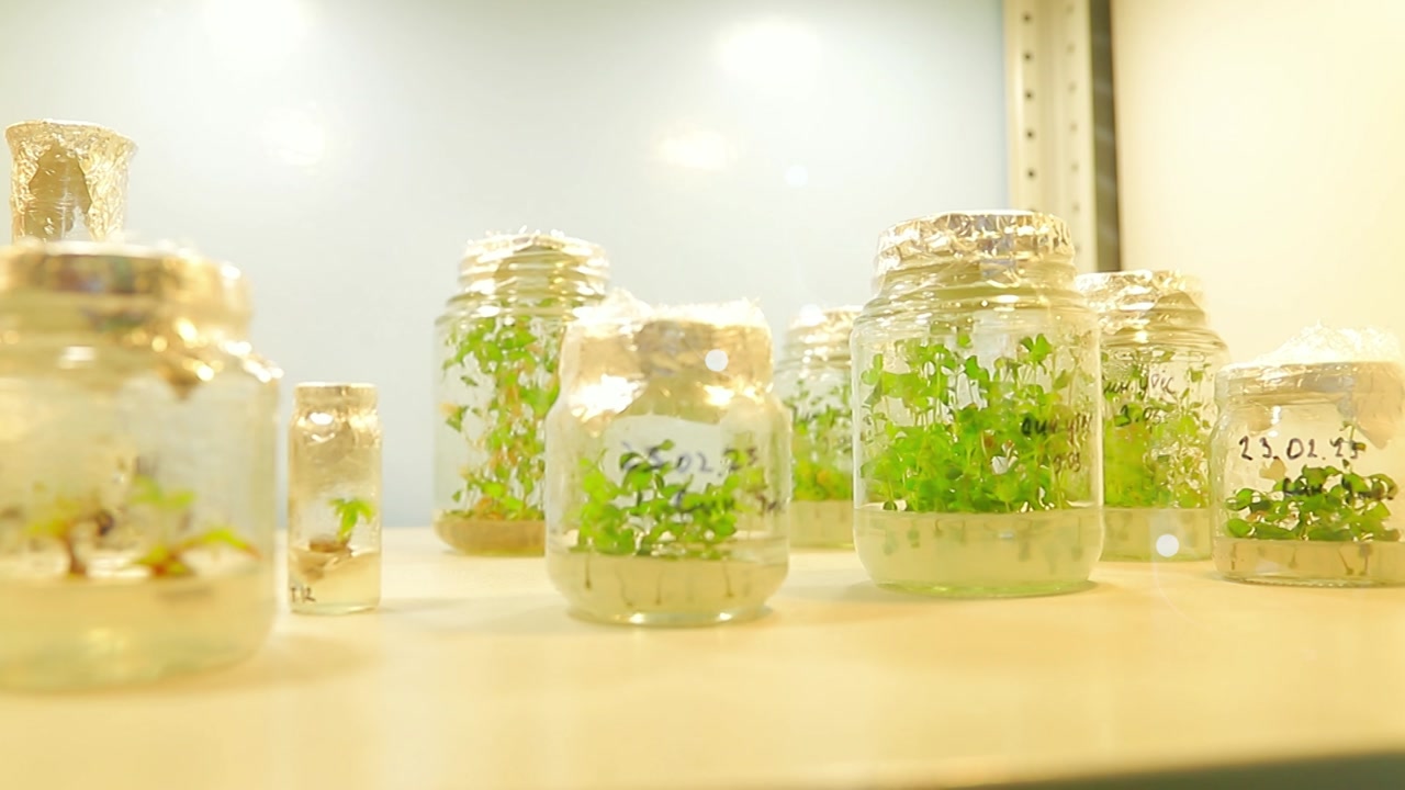 В Костромской государственном университете энергично осваивают клональное микроразмножение растений