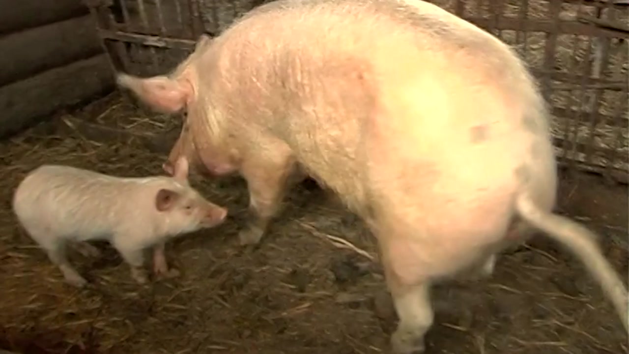 В Костромской области больше нет очагов африканской чумы свиней