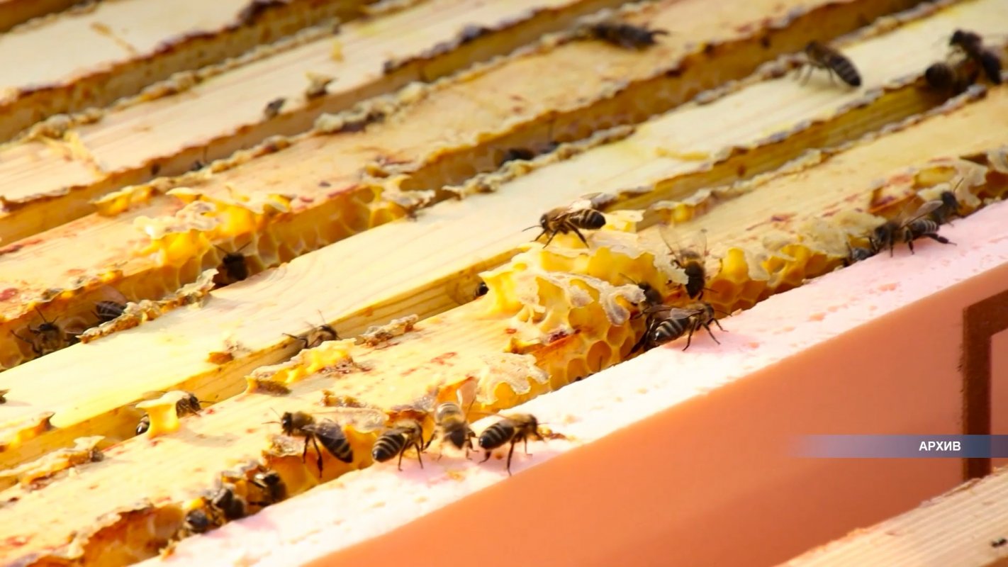 Самозанятые, занимающиеся пчеловодством, смогут получить финансовую помощь региона