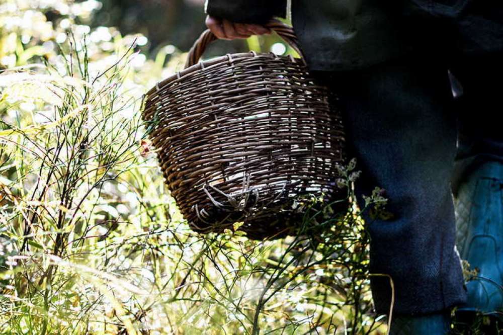 В минувшее воскресенье галичские полицейские вывели из леса заблудившихся грибников