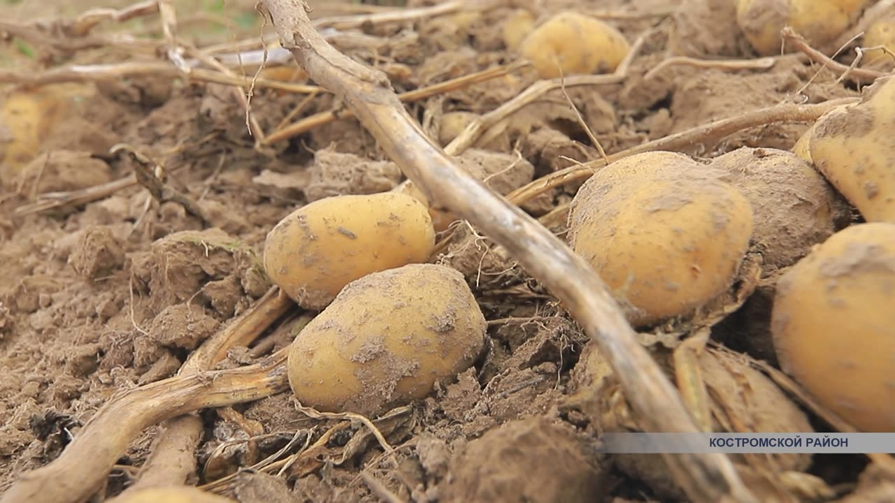 Картофель, выращенный в Сельхозакадемии, развозят по всей стране