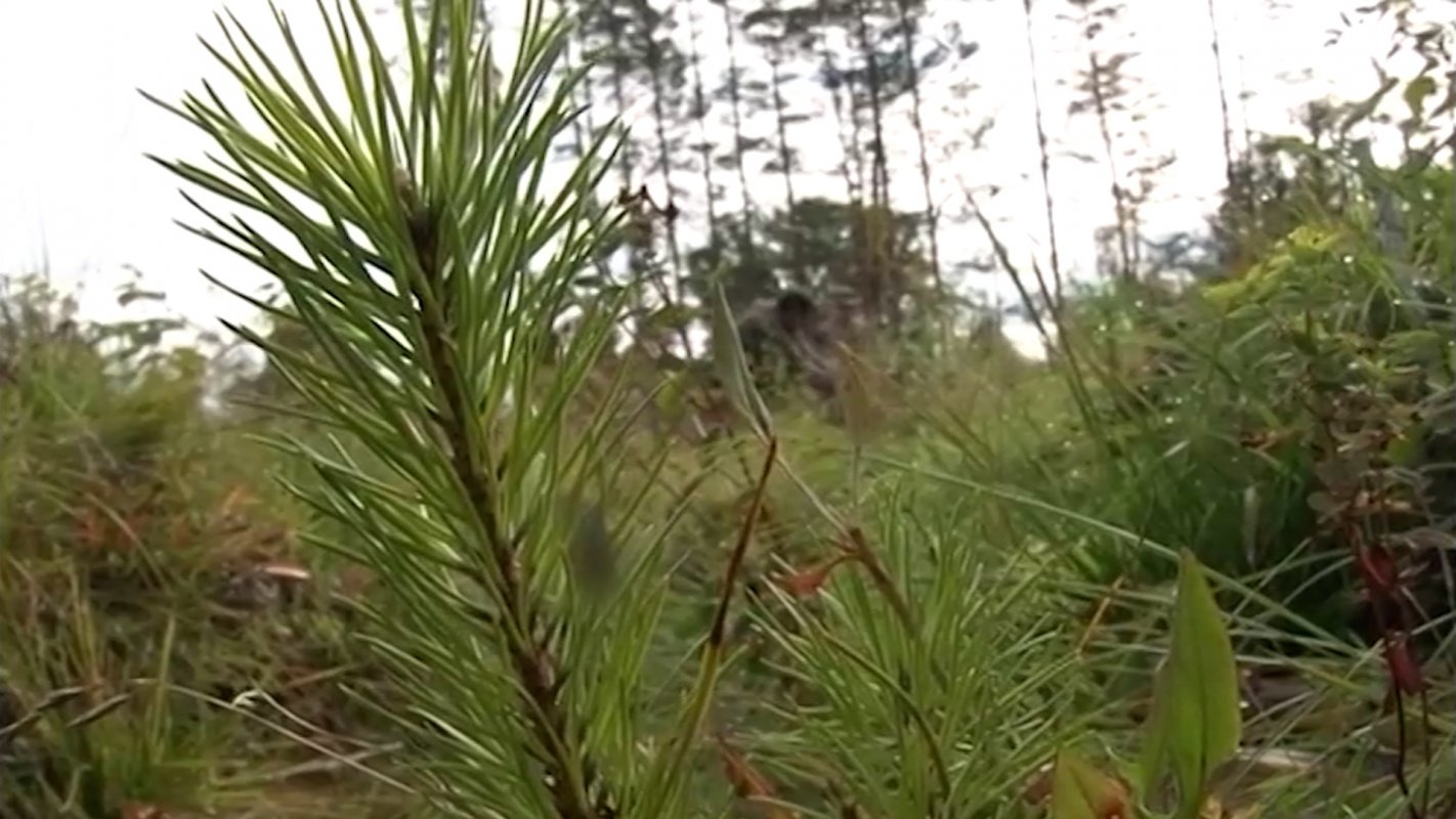 В рамках Нацпроекта «Экология» в Костромской области высаживают деревья