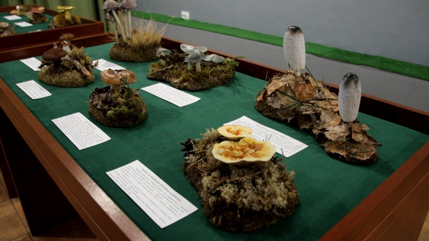 Костромичей приглашают на выставку «В царстве грибов»