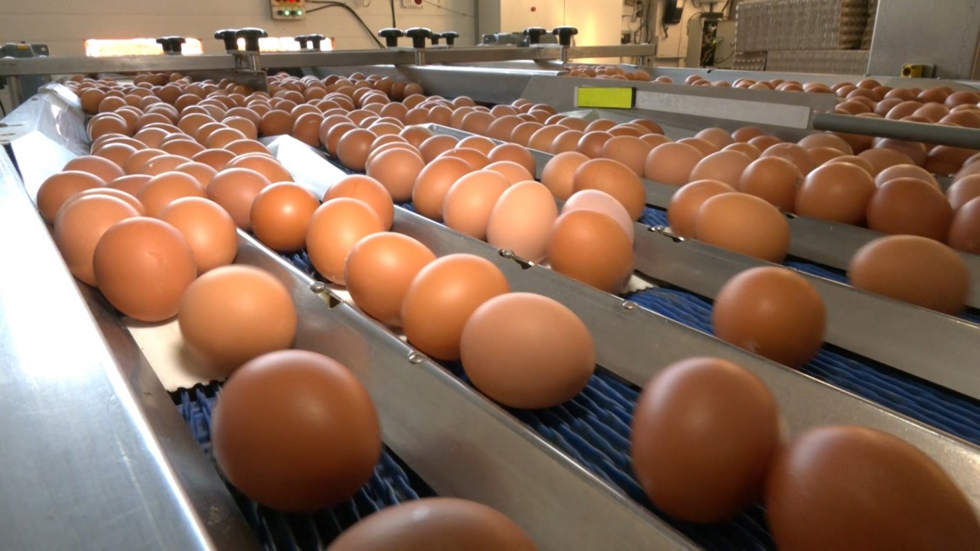 Купить яйца, масло, молоко и творог по ценам производителей