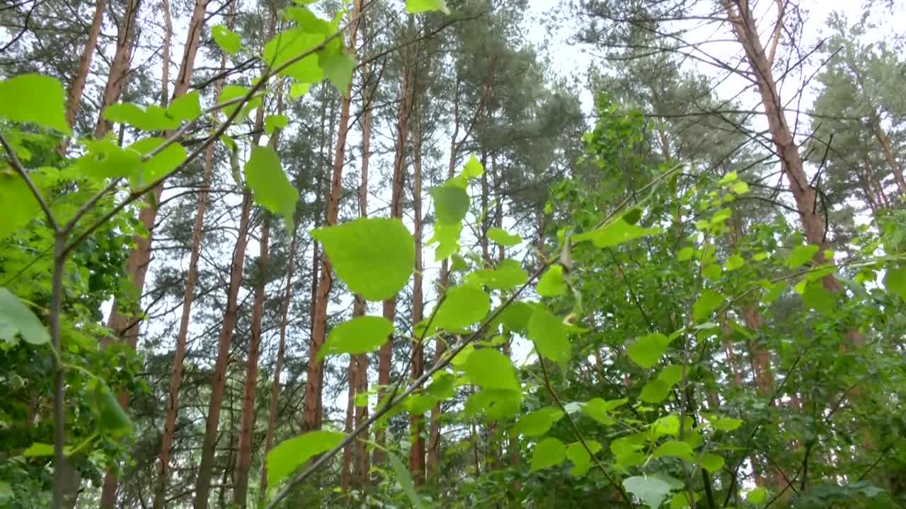 Обильные дожди значительно улучшили пожарную обстановку в регионе