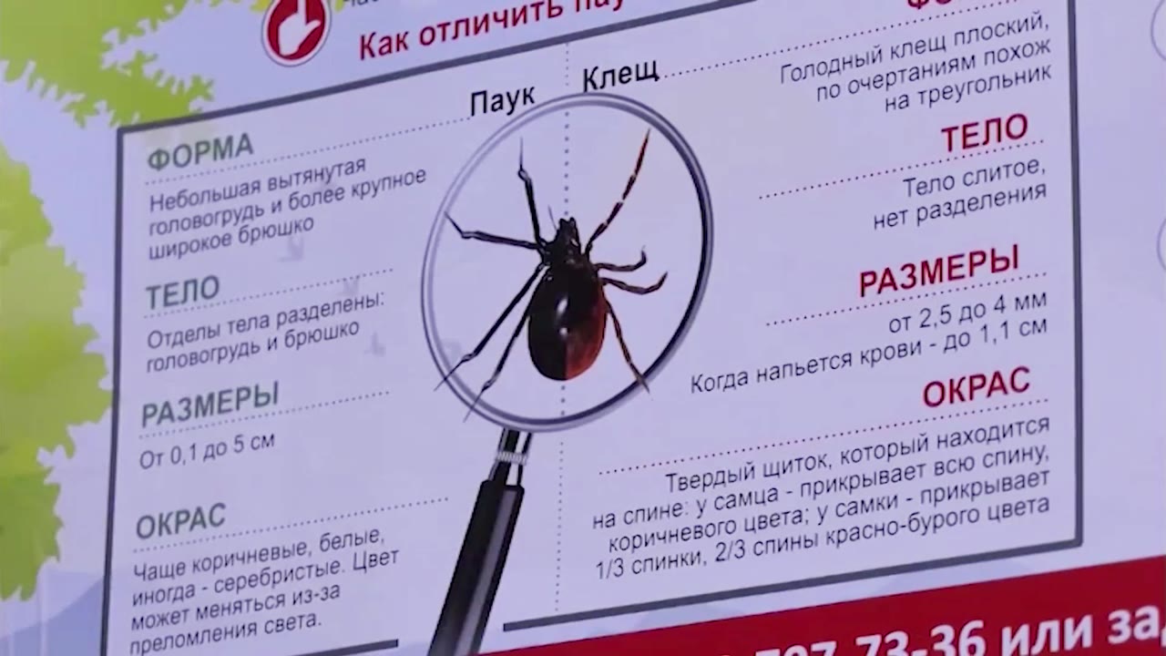 Специалисты отмечают: чем раньше обратишься к медикам, тем меньше вероятность заражения