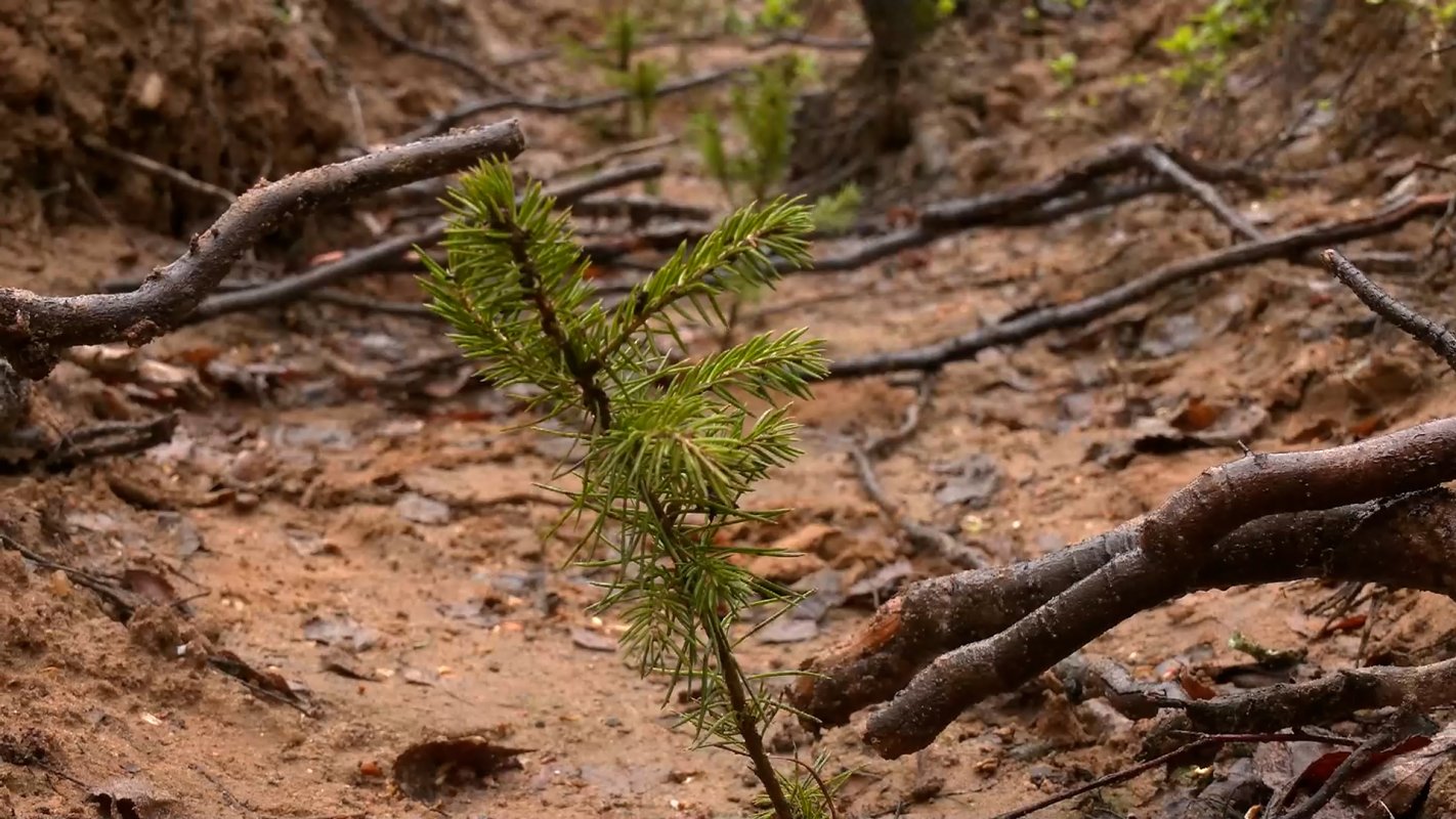 «Сохраним лес»