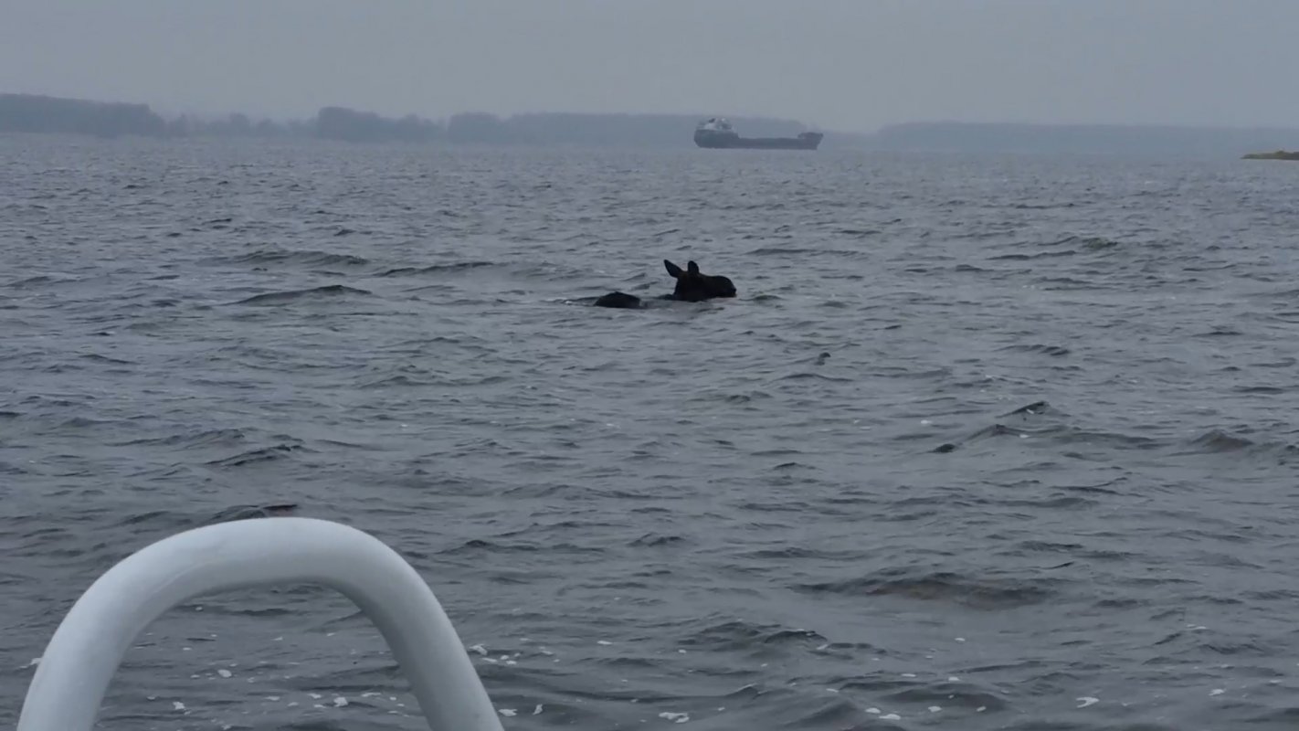 Необычная спасательная операция