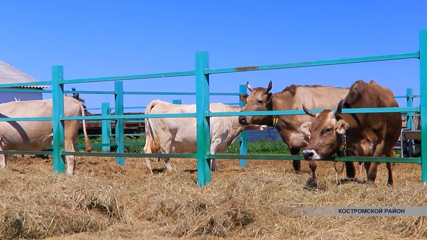 Субсидия на развитие