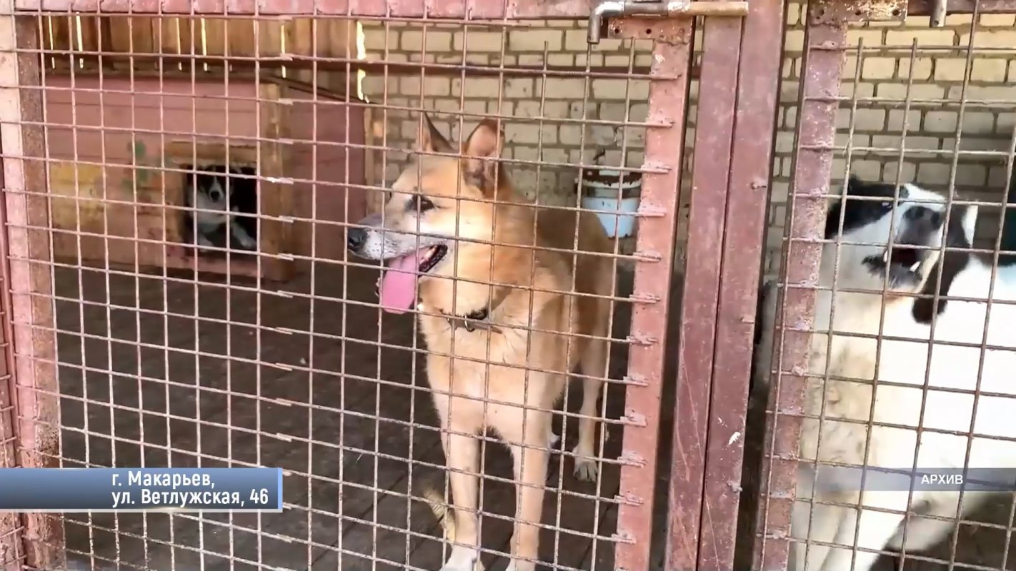 Помощь четвероногим