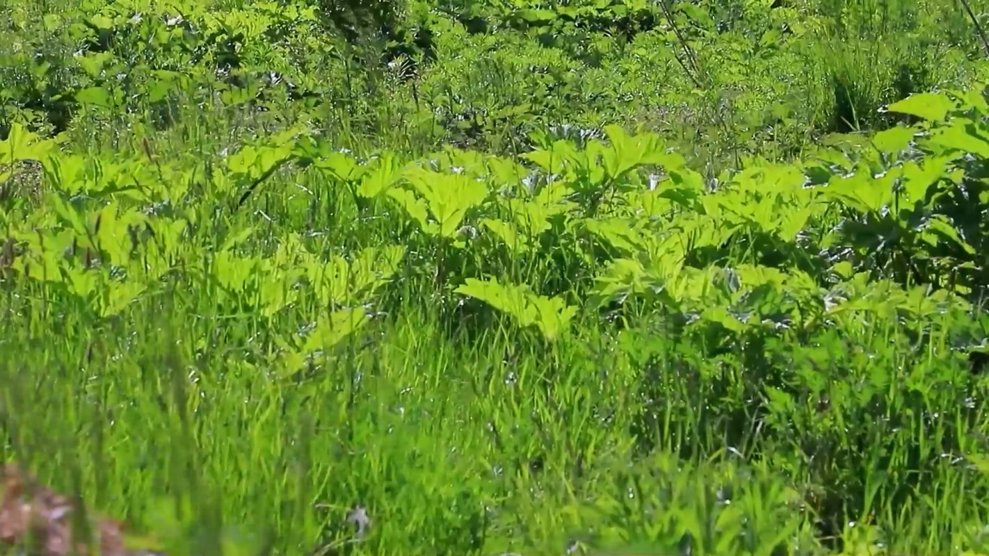 Помогут бороться с борщевиком