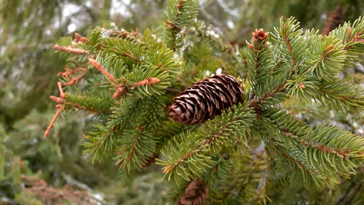 Пыщугское лесничество объявило сбор шишек