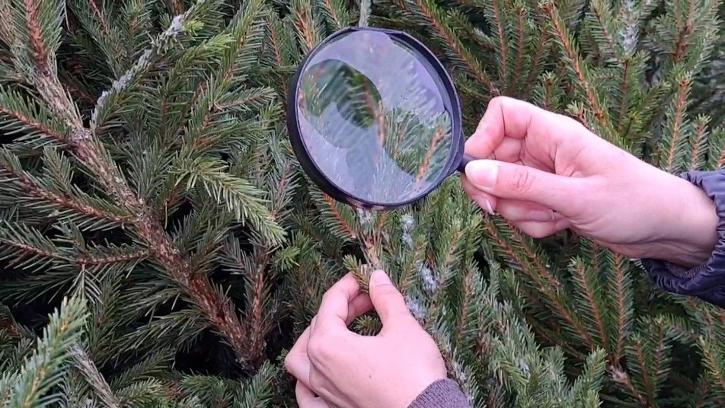 В новый год без вредителей