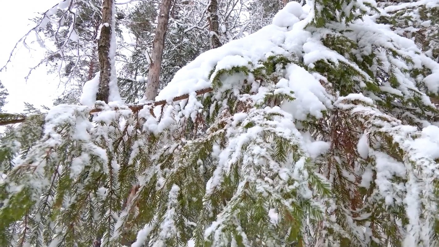 Работа на свежем воздухе и с пользой для &laquo;зеленых легких&raquo; Костромской области