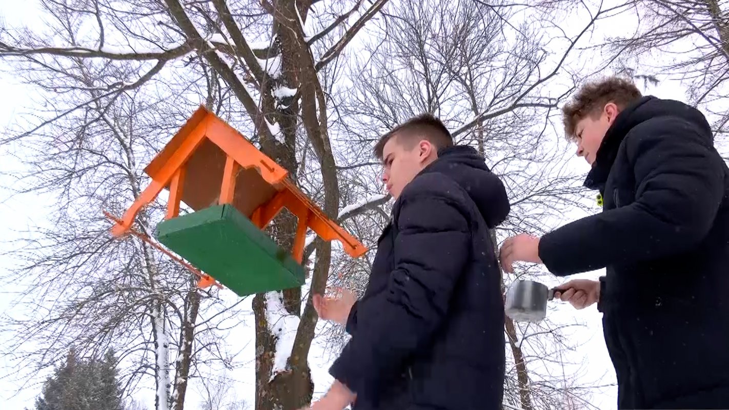 Помощь пернатым