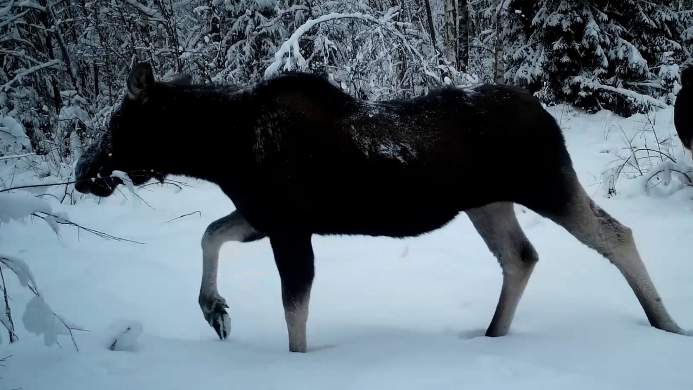 Скрытая жизнь Кологривского леса