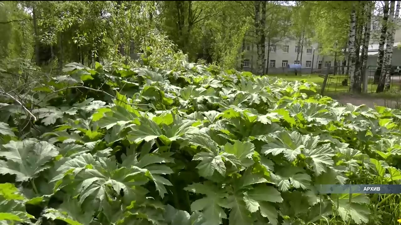 Изменить подходы в борьбе с борщевиком