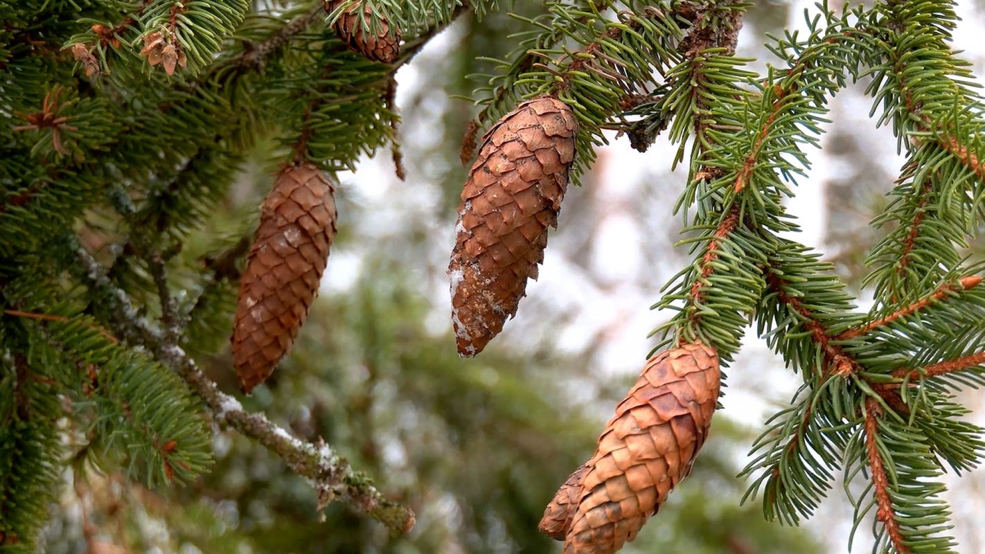 Заготовка лесосеменного сырья