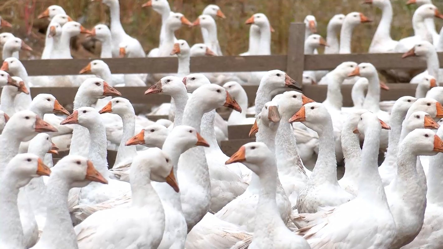 Мастера сельского и агротуризма