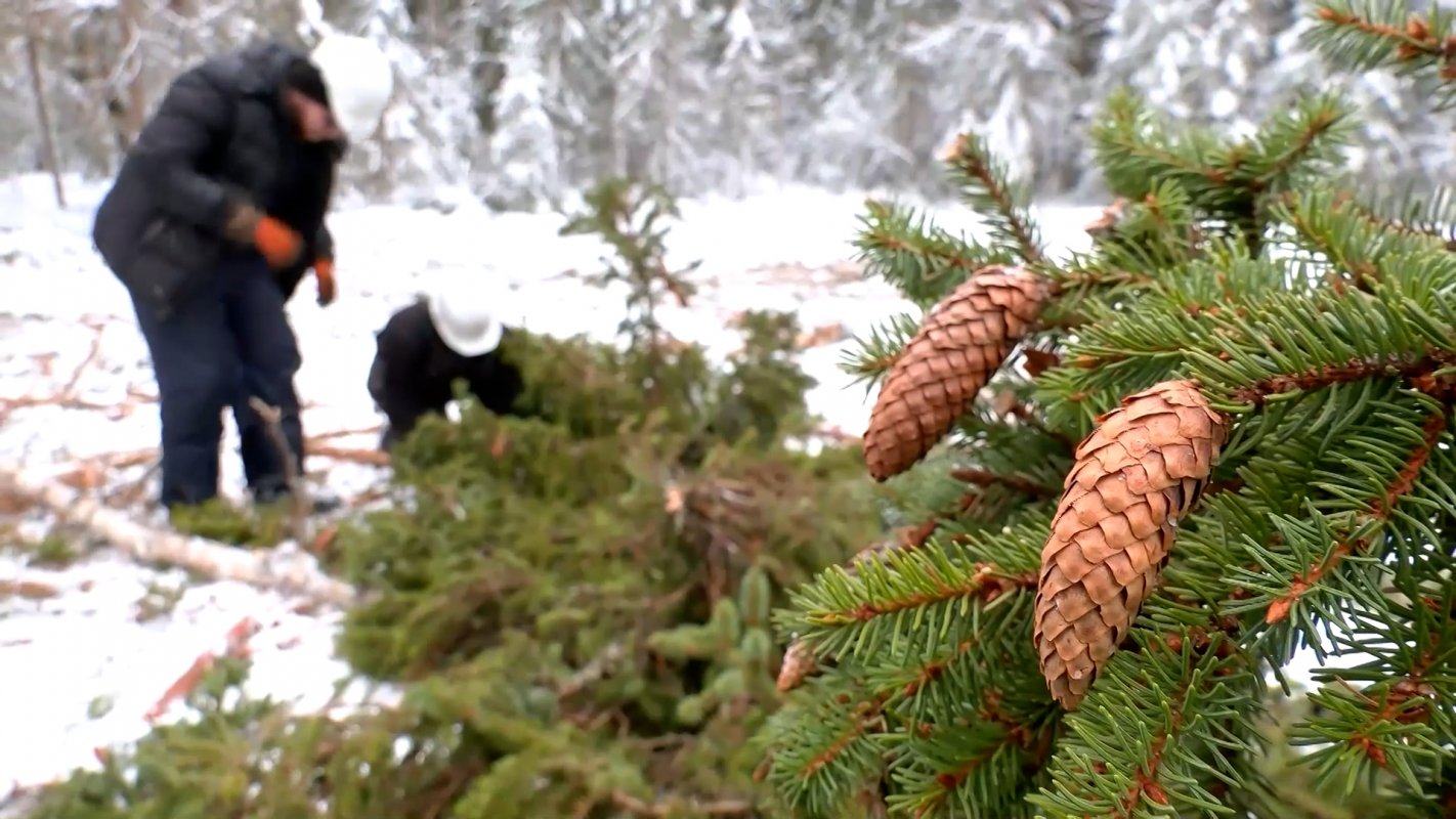 Сбор шишек завершен
