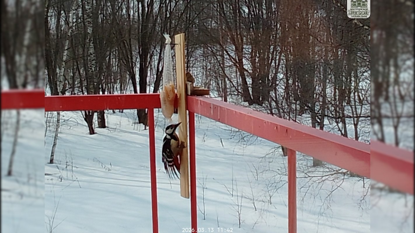 В Костроме подвели итоги конкурса &laquo;Зимуем вместе&raquo;