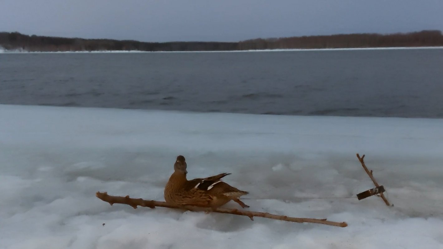 &laquo;Костромская подсадная - 2026&raquo;