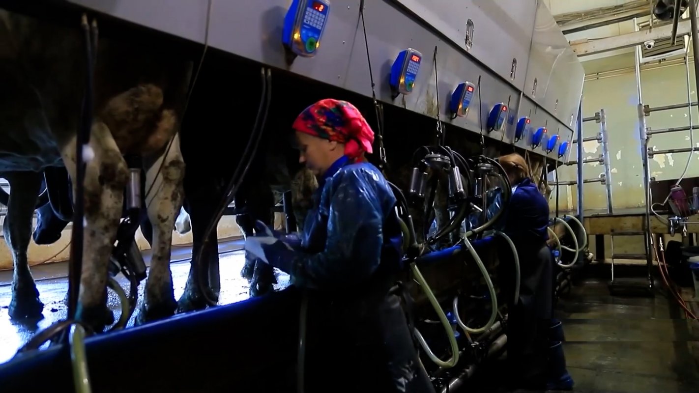 На увеличение производства молока