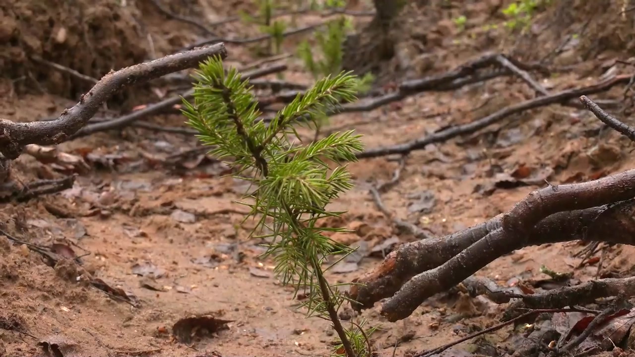 Работу с лесопользователями необходимо не просто продолжить, но и активизировать