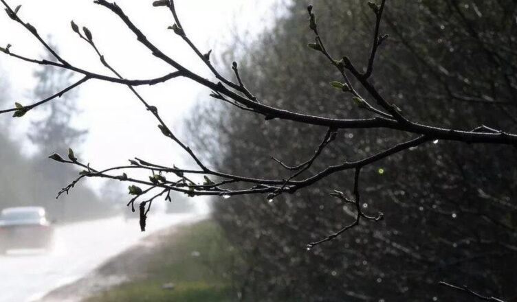 В начале следующей недели в Костромской области ожидается сильный ветер