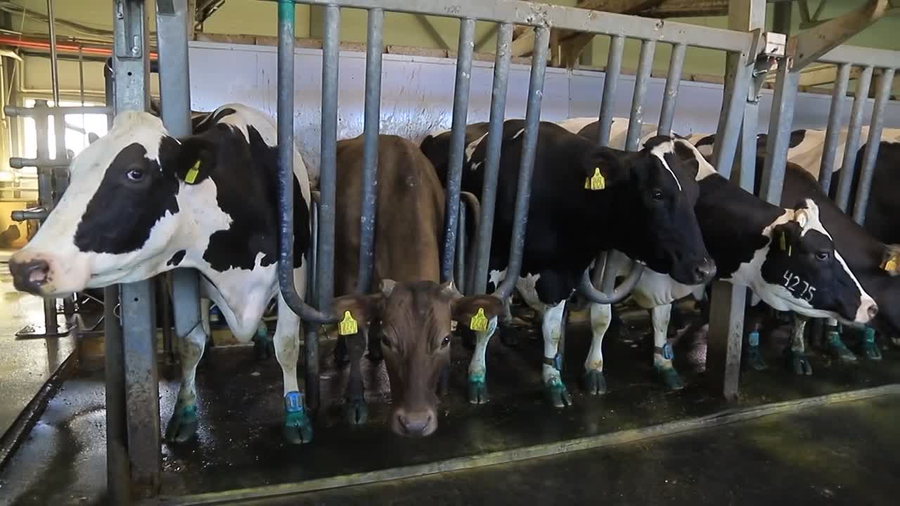 На развитие собственного дела в АПК