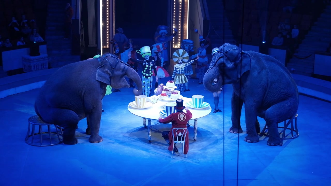 В Костромском цирке &ndash; яркая весенняя премьера