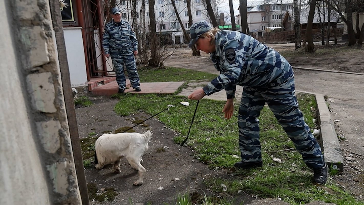 В Костроме подвели итоги учебно-методического сбора кинологов