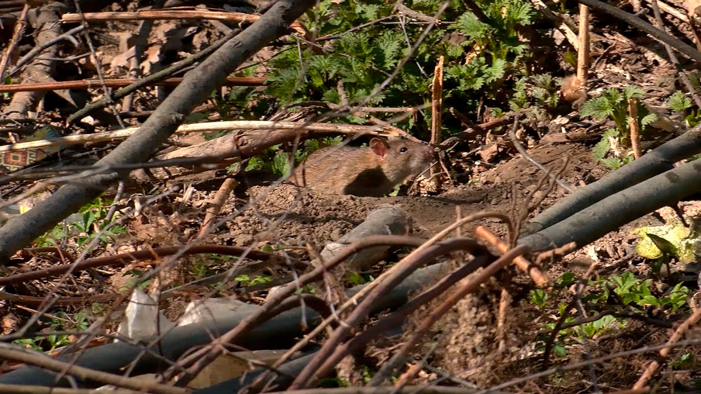 Риск распространения опасной инфекции