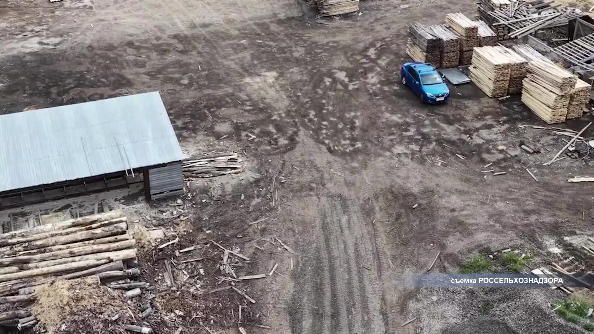 Защитить лес от вредителей