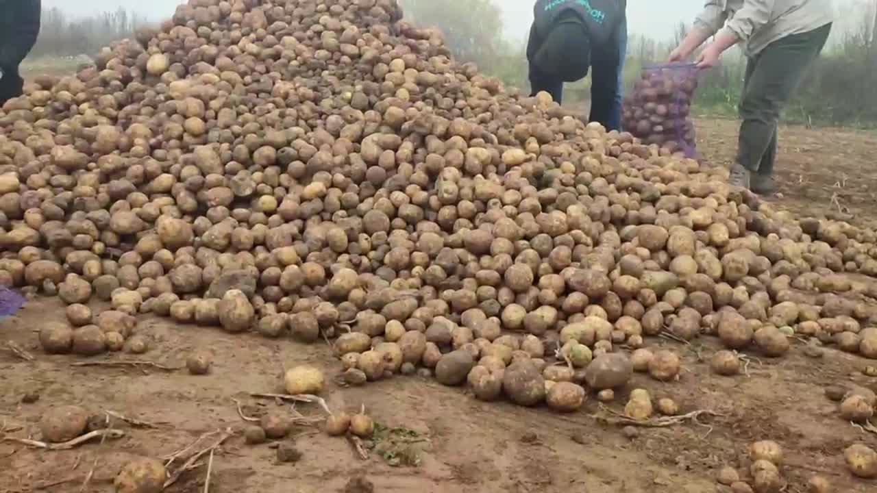 Субсидии для семеноводства