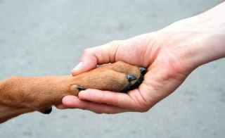 В Костроме стартует благотворительная акция помощи животным
