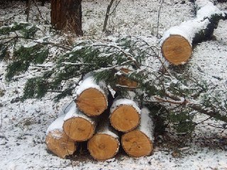 В Костромской области черных лесорубов оштрафовали на 1,5 млн рублей
