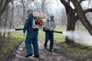 В Костроме опять опрыскали деревья от клещей