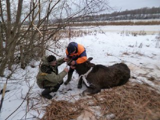 В Костромской области лосиха провалилась под лед