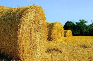 В Костромской области завершена заготовка кормов